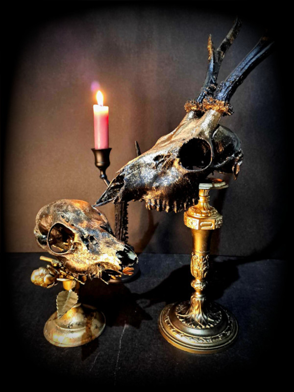 Le doré et l'adorée (chevreuil et chevrette)