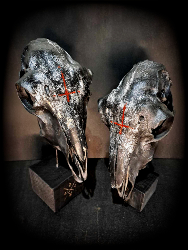 Shavn(s) ov the dead (moutons)